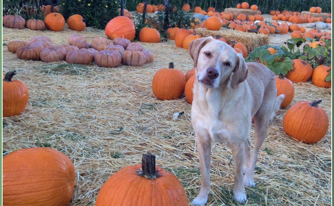 Summer loves the Pumpkin Patch! : The Animals